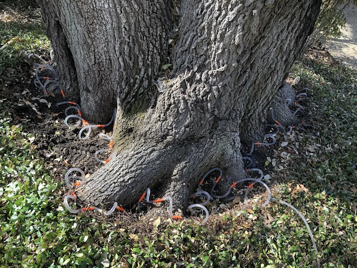 Detailed Tree Cabling and Bracing job site in Council